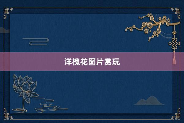 洋槐花图片赏玩
